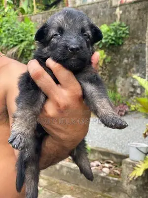German Shepherd Puppies