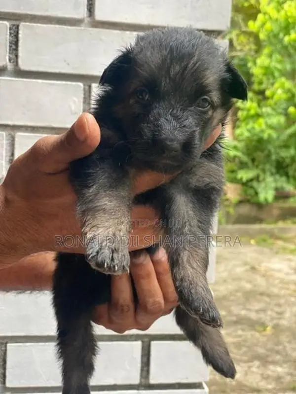 German Shepherd Puppies