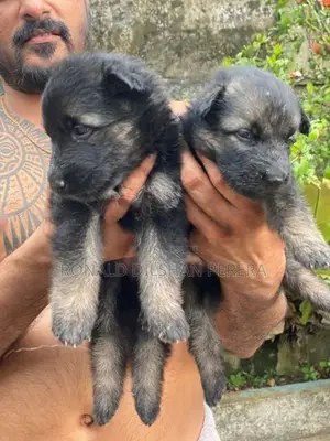 German Shepherd Puppies