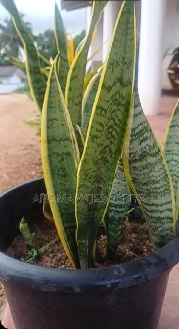 ඔක්සිජන් පැල