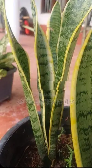 ඔක්සිජන් පැල