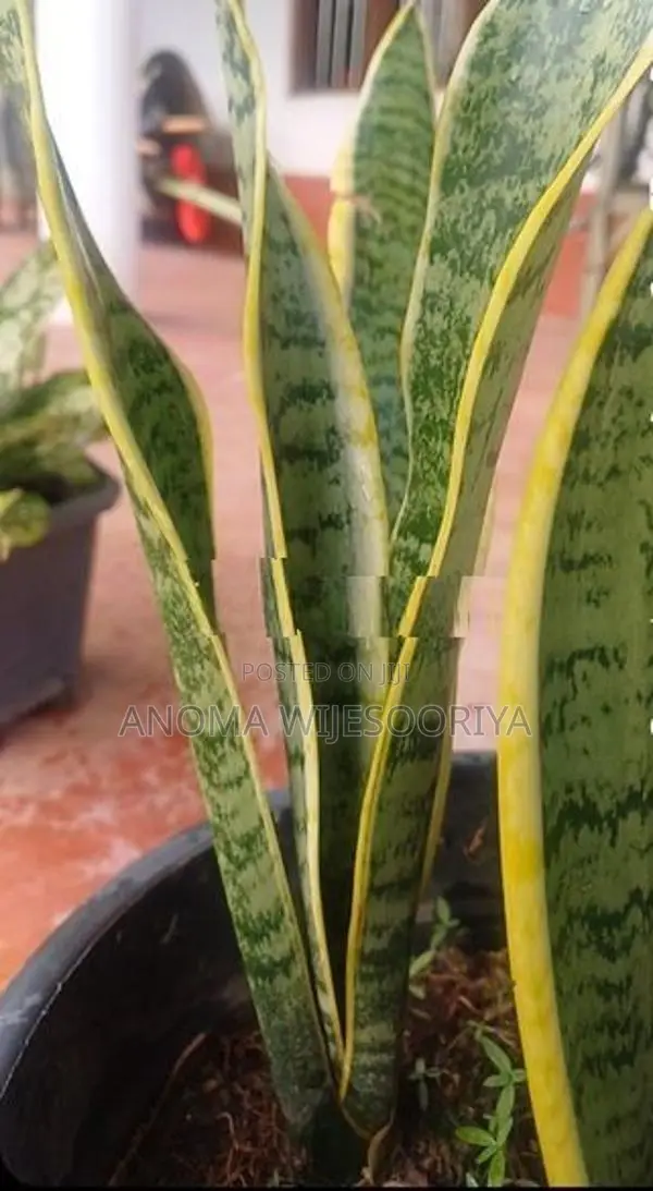 ඔක්සිජන් පැල