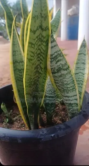 ඔක්සිජන් පැල
