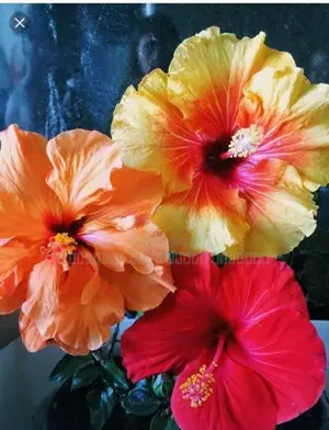 Hibiscus