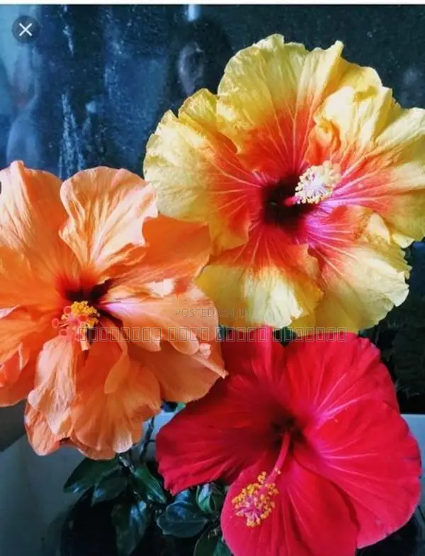 Hibiscus