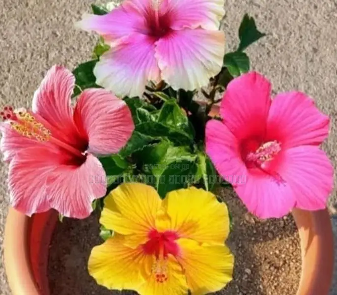 பூ மரங்கள்