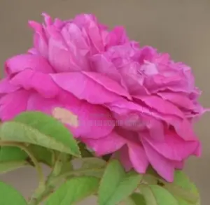 ஊர்றோஸ்