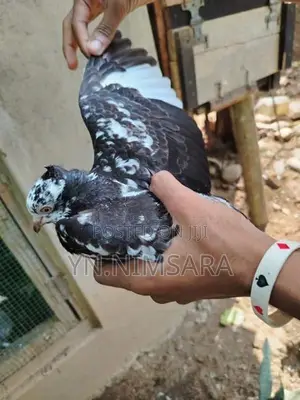 Pigeons