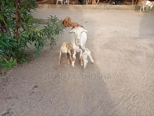Farm Goat