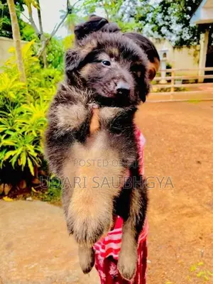 German Shepherd