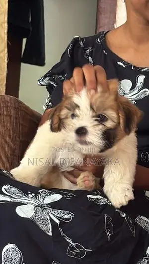 Shih Tzu Puppies