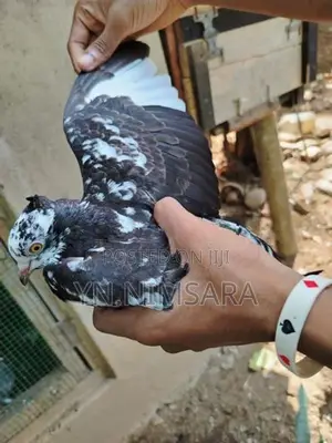Pigeons