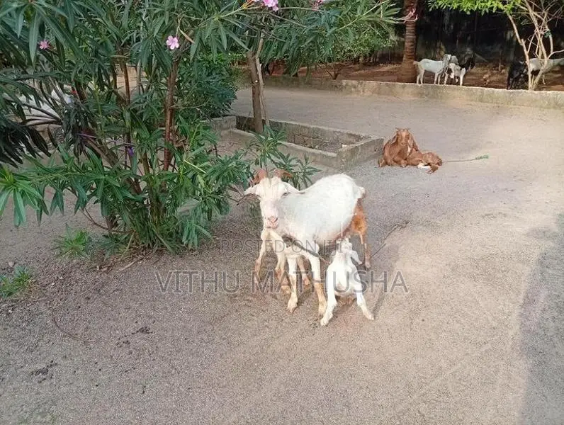 Farm Goat