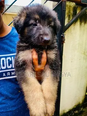 German Shepherd