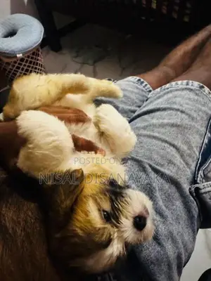 Shih Tzu Puppies