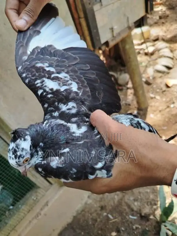 Pigeons