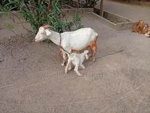 Farm Goat
