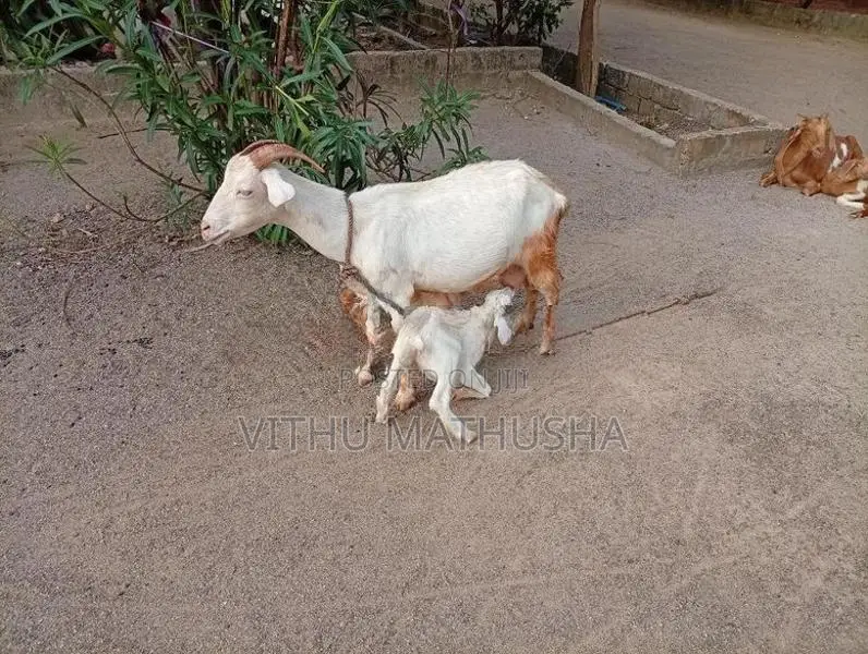 Farm Goat