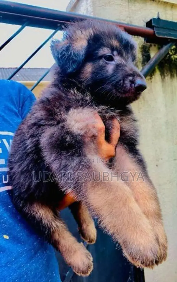 German Shepherd