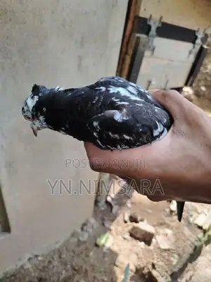 Pigeons