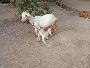 Farm Goat