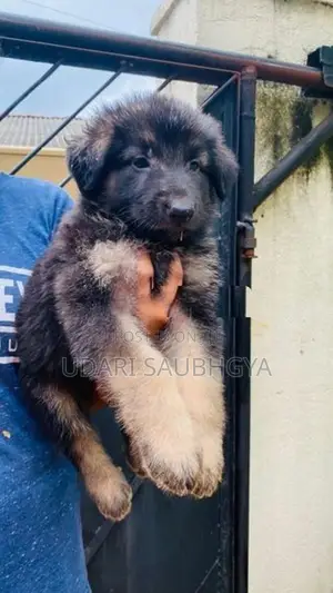German Shepherd
