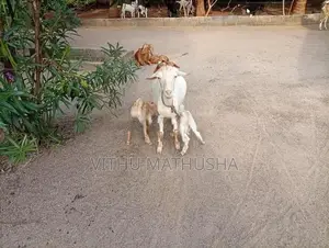 Farm Goat