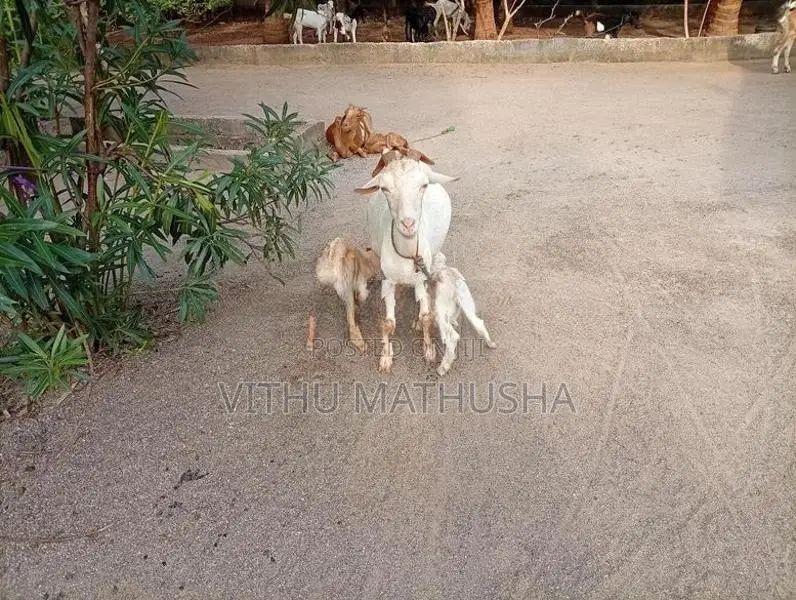 Farm Goat