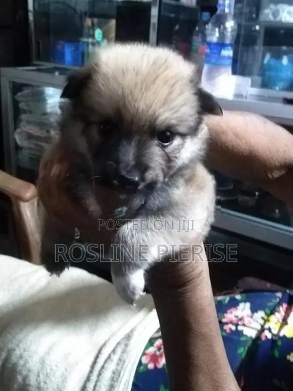 Pomeranian Puppies