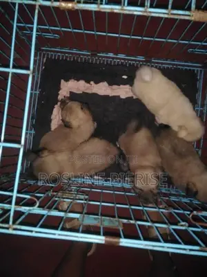 Pomeranian Puppies