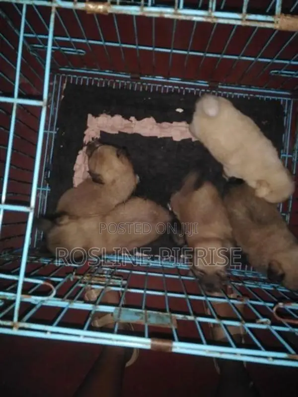 Pomeranian Puppies