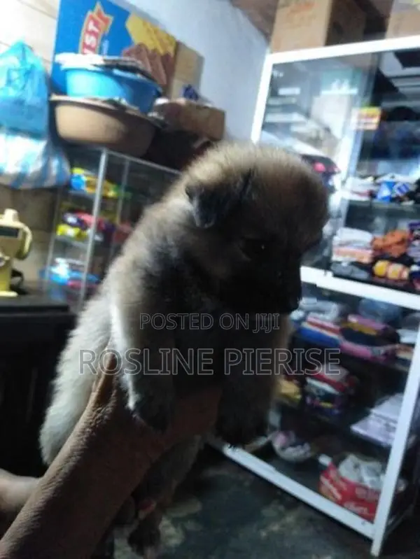 Pomeranian Puppies