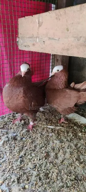 Pigeon