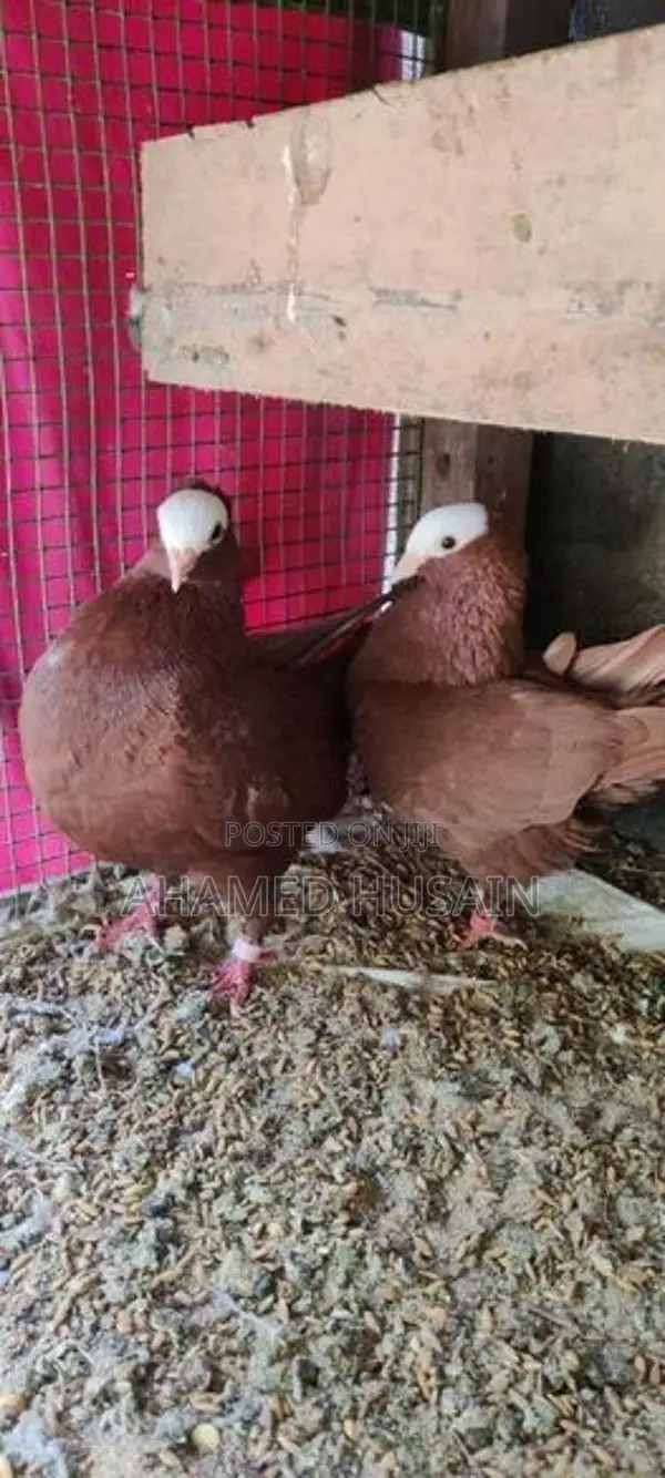 Pigeon