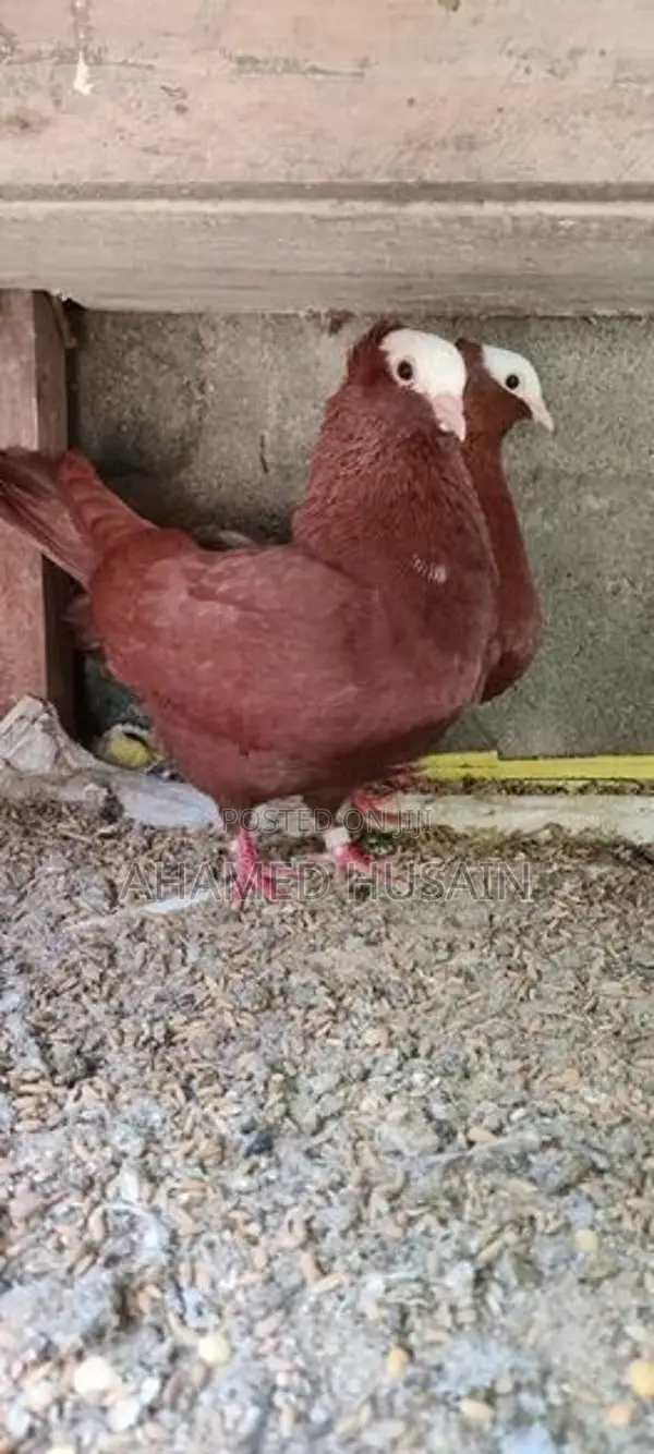 Pigeon