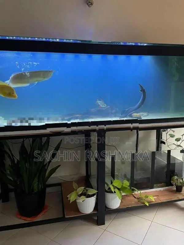 6 Feet Fish Tank