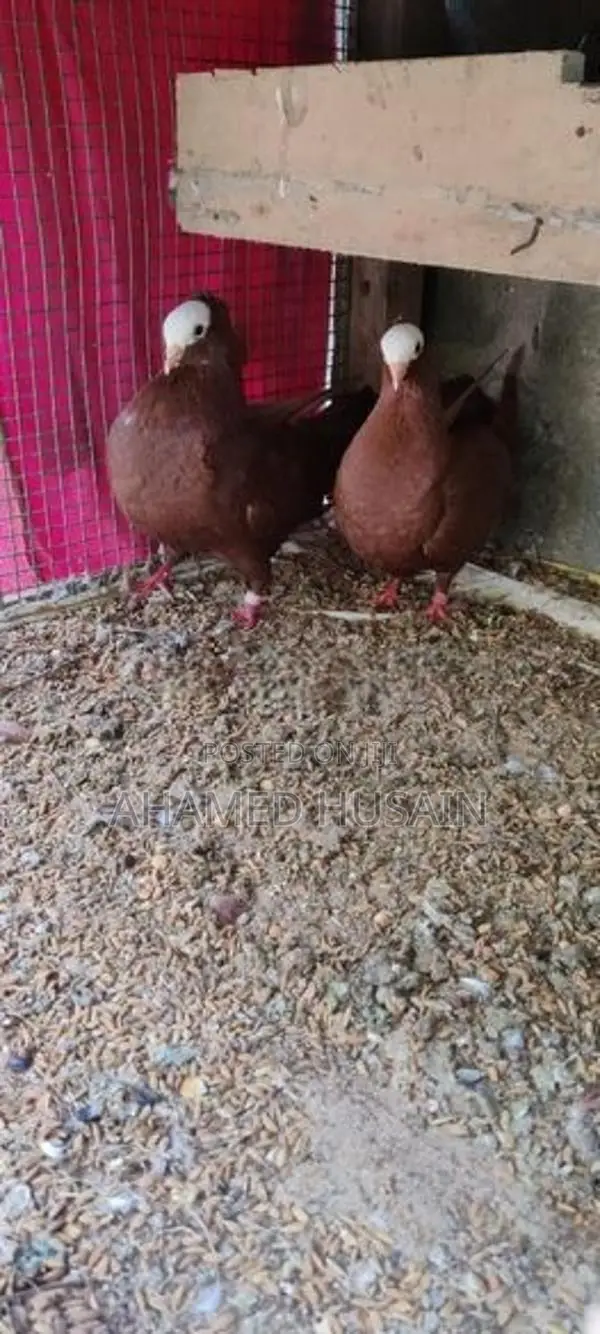 Pigeon