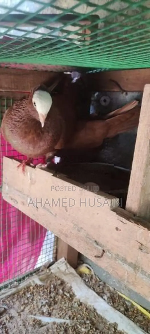 Pigeon