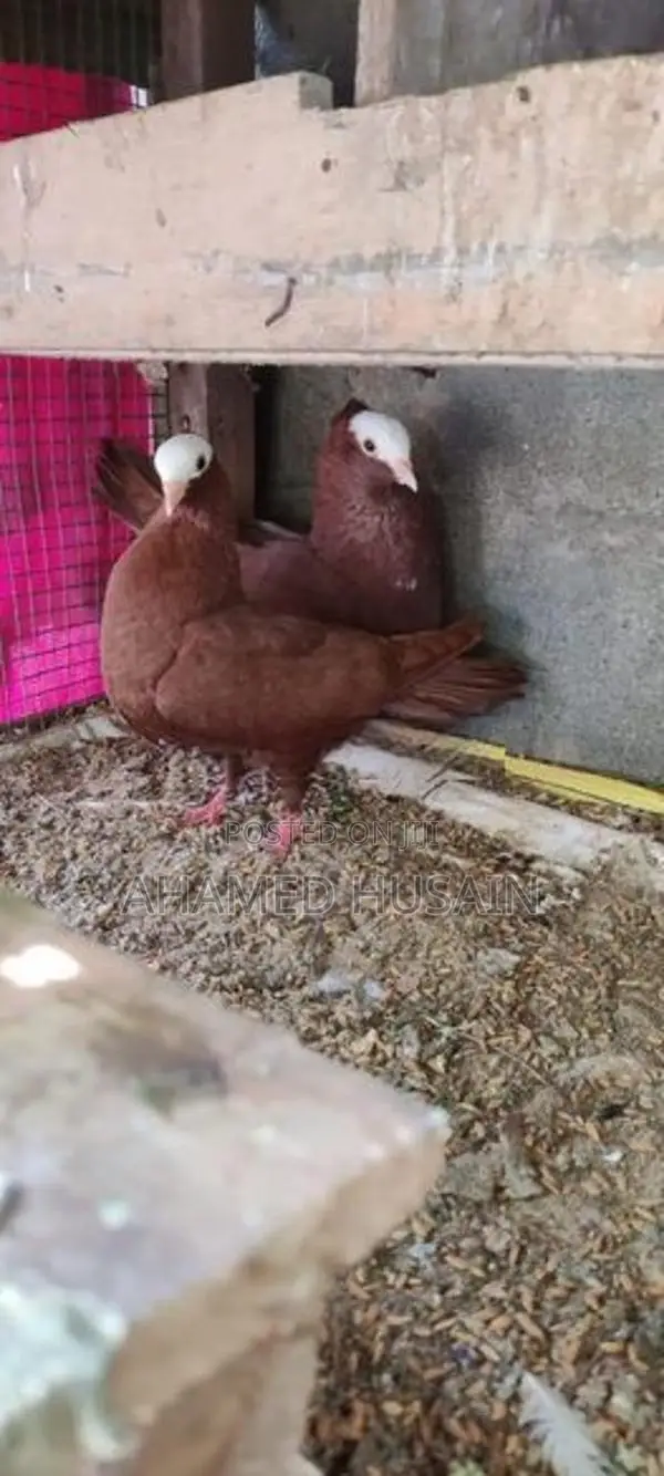 Pigeon