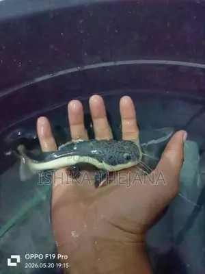 Red Tail Catfish
