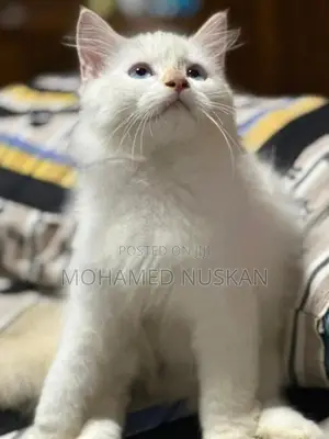 Persian Kittens