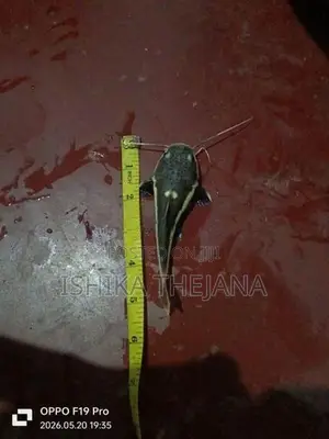 Red Tail Catfish