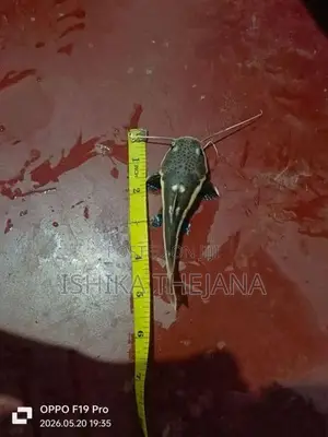 Red Tail Catfish