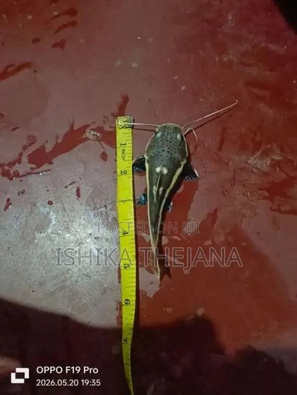 Red Tail Catfish