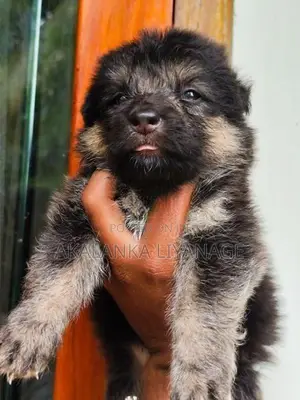 German Shepherd