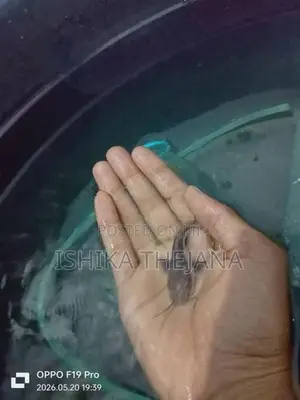 Hybrid Catfish