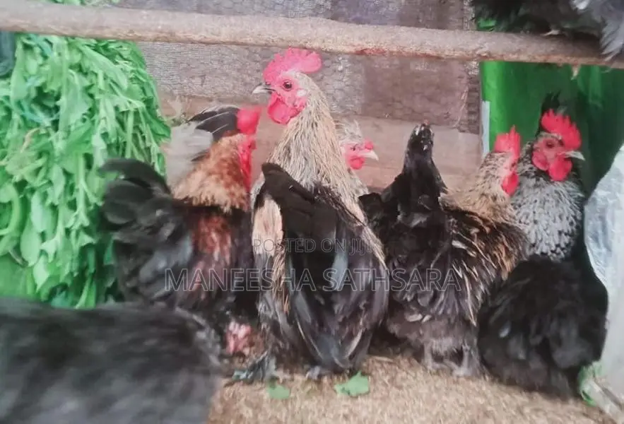 Bantam Chickens