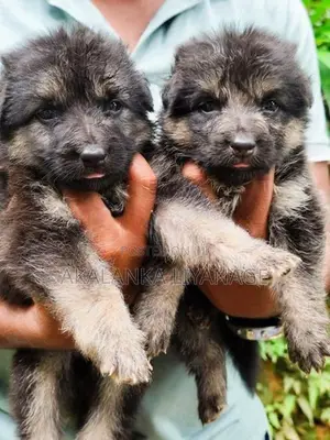 German Shepherd
