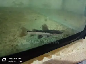 Hybrid Catfish