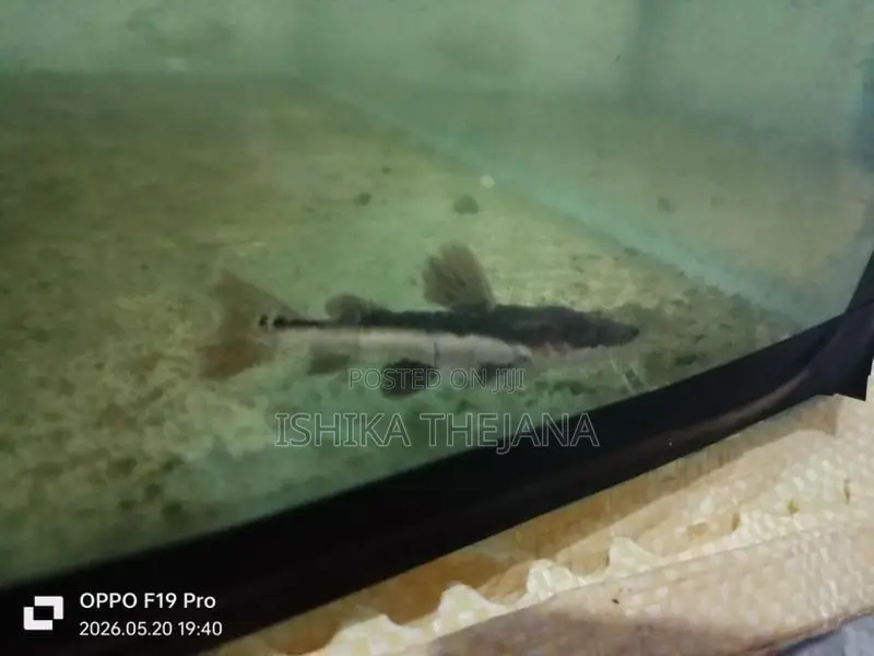 Hybrid Catfish